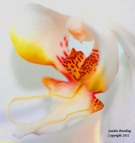 Watercolor Orchid.jpg