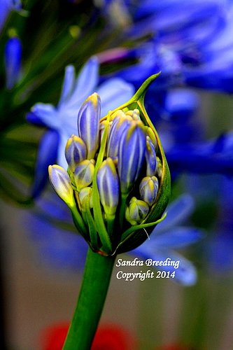 Savannah Blue Bud.jpg2.jpgwm_11.jpg