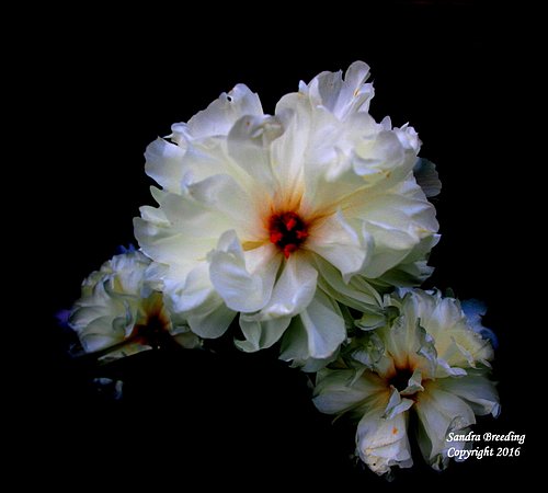 IMG_2923.White Peoni on Black.jpg