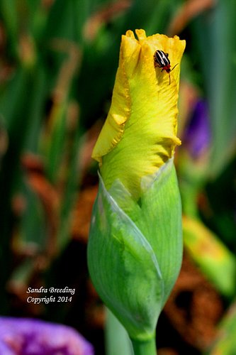 IMG_6148.jpgladybugoniris.jpgwm2_1 - Copy1.jpg