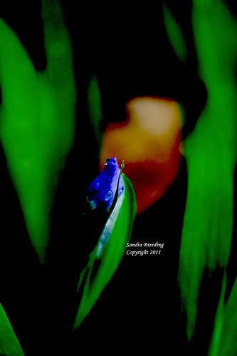 Little Iris Abstract Series.jpg