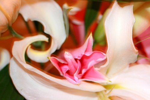 Lost Pink Lily 2.jpg