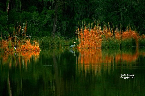 Marsh Reflections Series.jpg