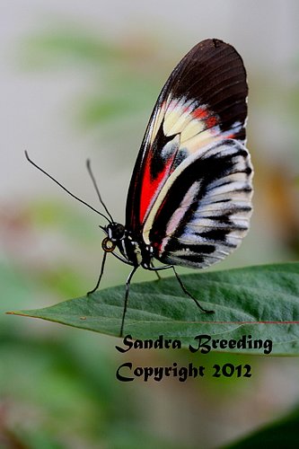 Miami Butterfly Smilewm_12.jpg