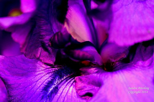 Regal Purple 2.jpgwm_1.jpg