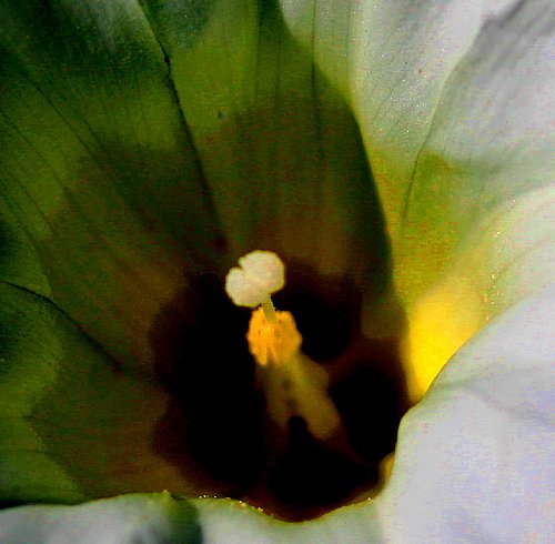 Watercolor Morning Glory.jpg