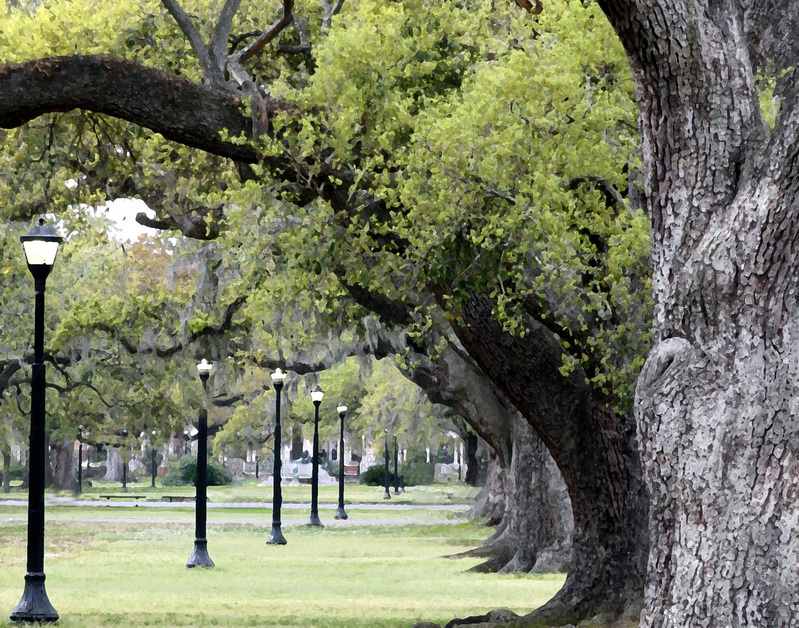 Audubon Oaks 11x14.jpg