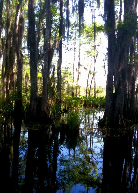 Honey Island Swamp.jpg