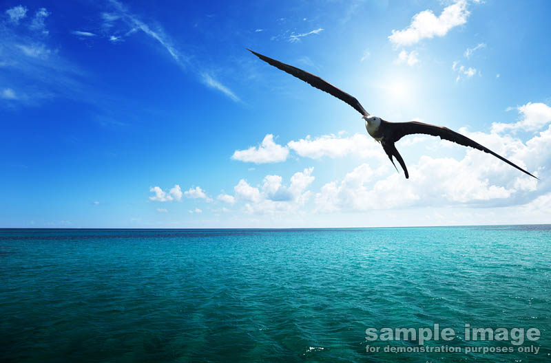 nature-bp-0021.jpg :: sea bird over ocean
