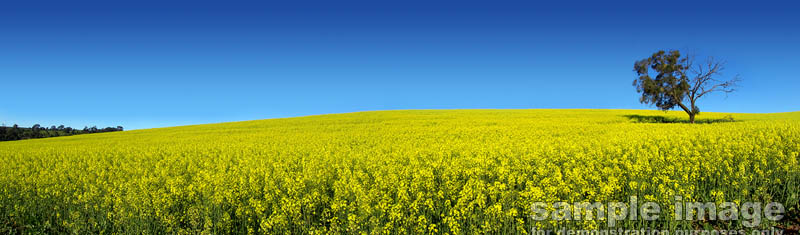 nature-bp-0031.jpg :: clear blue skies over field