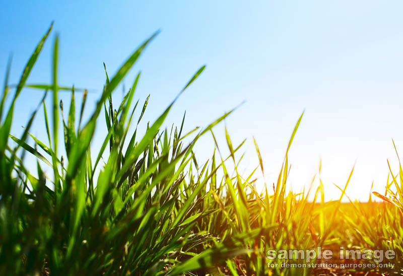 nature-bp-0091.jpg :: grassy field
