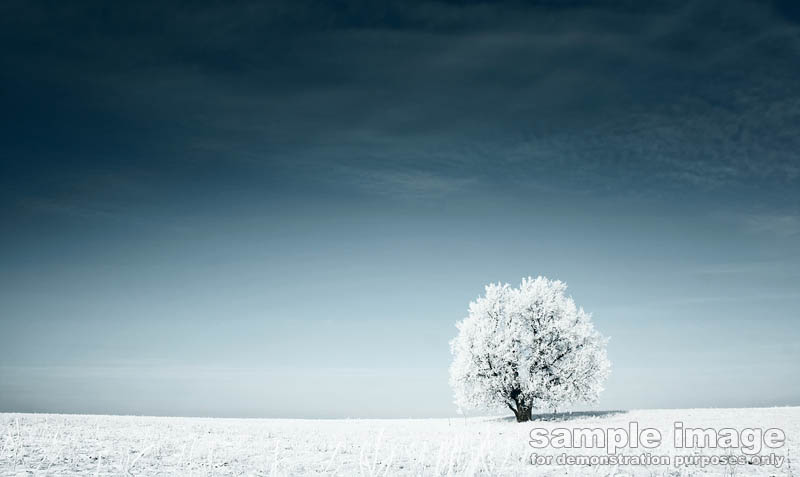 nature-bp-0171.jpg :: lone tree in winter scene