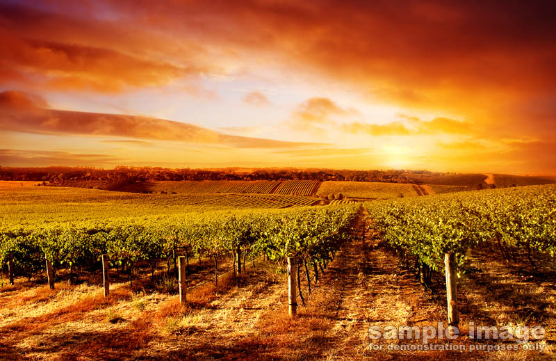 nature-bp-0181.jpg :: sunset over a vineyard