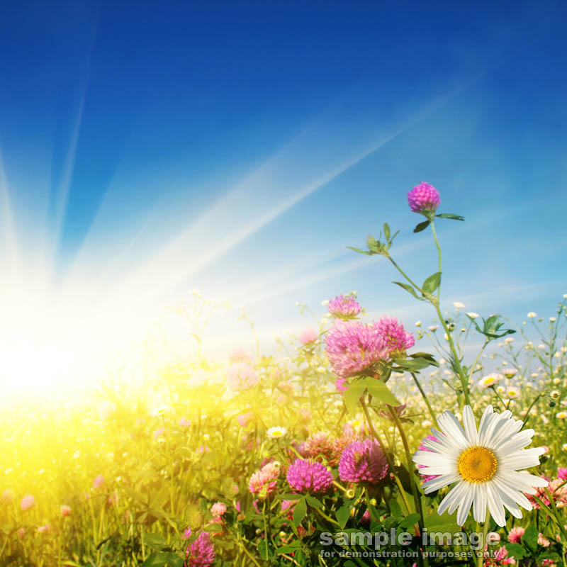 nature-bp-0221.jpg :: sun and flowers