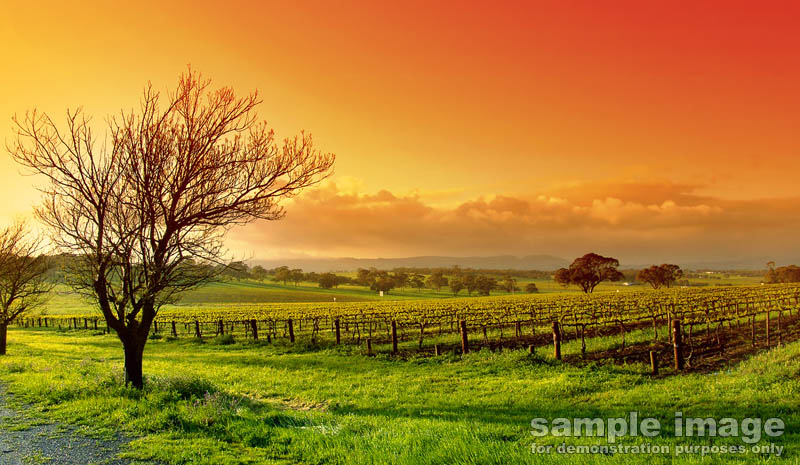 nature-bp-0341.jpg :: sunset over lush fileds