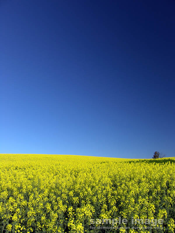 nature-bp-024.jpg :: clear blue skies over field