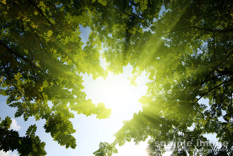 nature-bp-027.jpg :: looking at sun through tree tops
