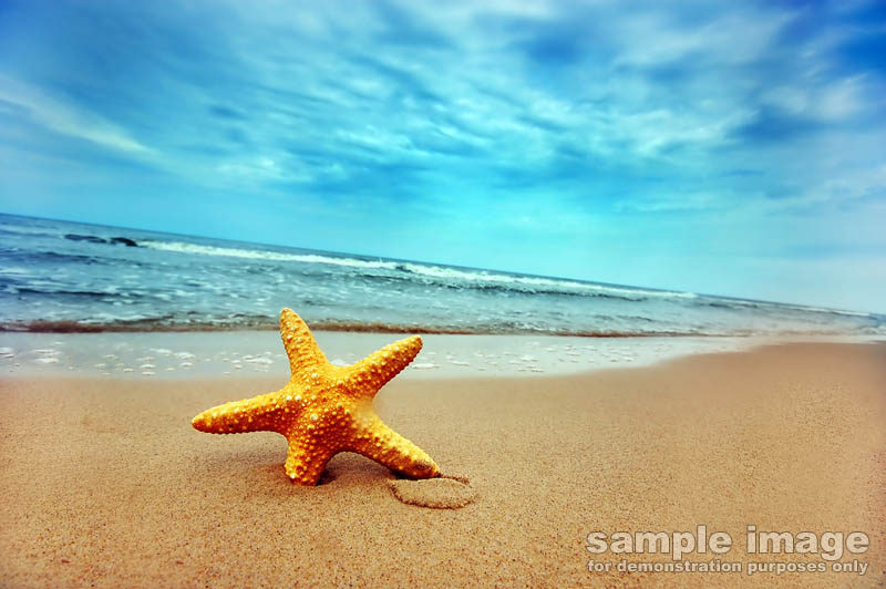 nature-bp-028.jpg :: starfish on an ocean beach