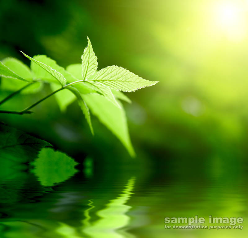 nature-bp-029.jpg :: leaf over reflective surface