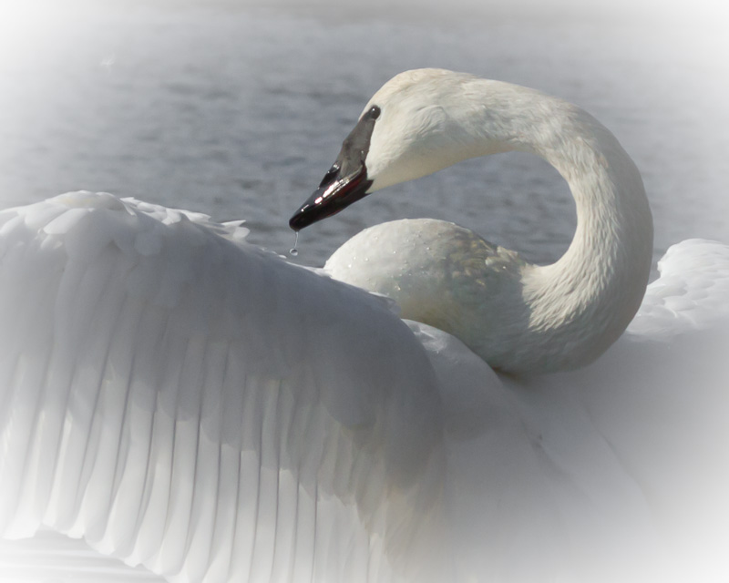 Angelic.jpg :: Angelic