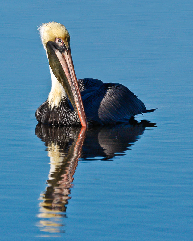 Ding Darling_116(1).jpg