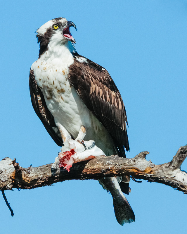 Ding Darling_957(1).jpg :: Osprey