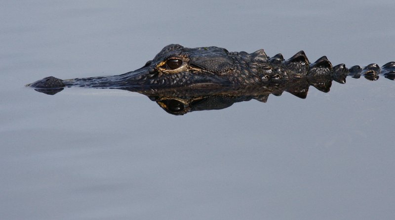 Everglades_NP_047.jpg :: Alligator