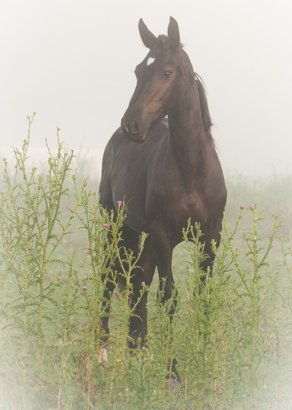 Foggy Morning_(1).jpg :: A Foggy Day