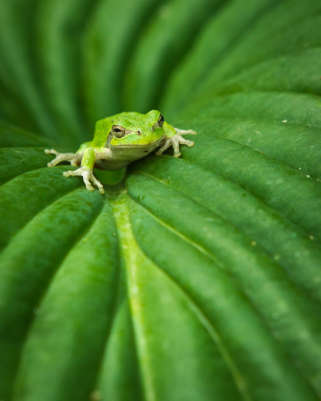 Hosta Decoration(2).jpg
