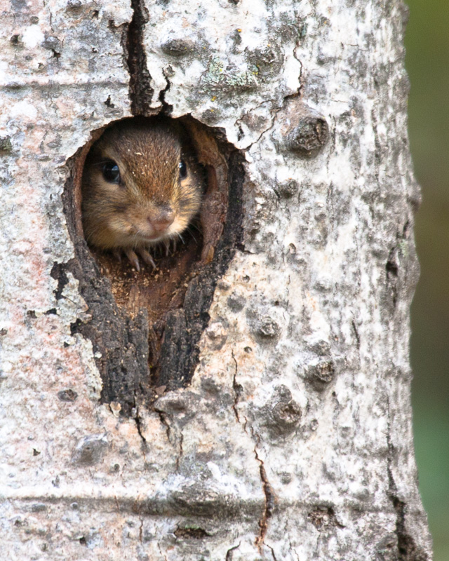 IMG_2209(1).jpg :: Not my home.....