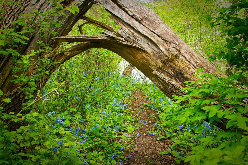 IMG_2626(1).jpg :: Nature's Arch