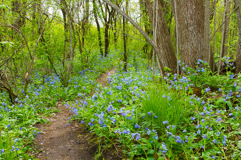IMG_2676(1).jpg :: blue bell flowers_002