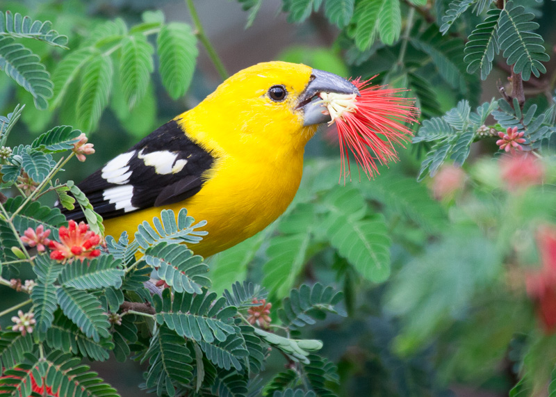 IMG_5472(1).jpg :: Yellow Grosbeak