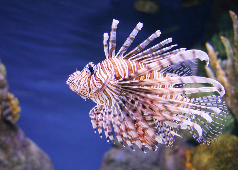 IMG_6094(1).jpg :: Lion Fish - 001