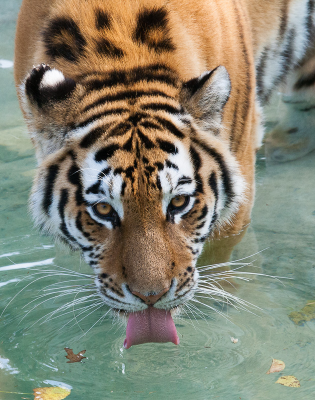 IMG_6893(1).jpg :: Amur Tiger