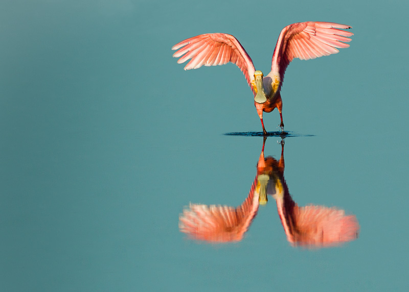 Pink is Pretty_-2.jpg :: Roseate Spoonbill- Pink Reflection