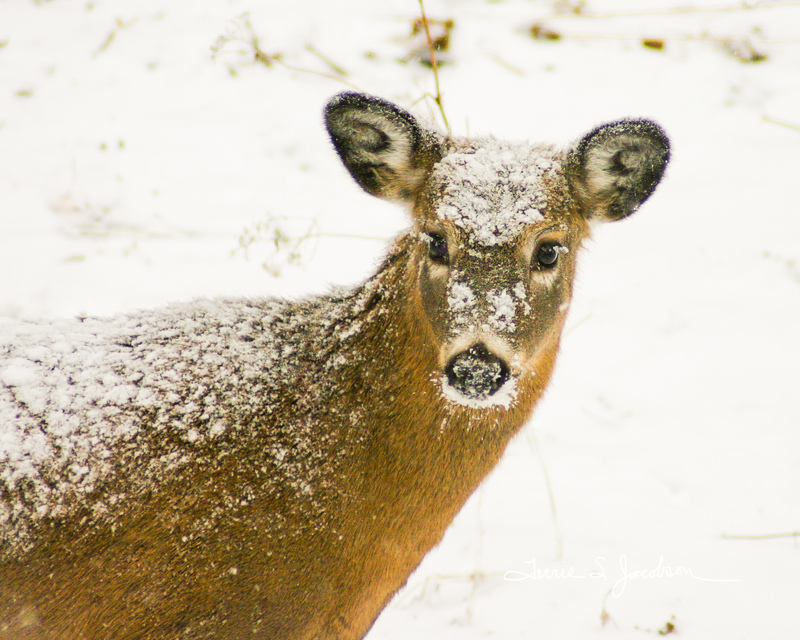 TSJ_19800101_0925(1).jpg :: Snowy Whitetail Deer