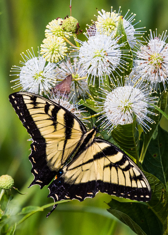 TSJ_20100801_6611(1).jpg :: Swallowtail Butterfly