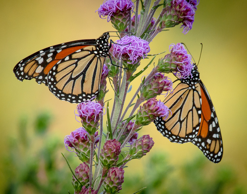 TSJ_20100807_7094(1).jpg :: Monarch Butterflies