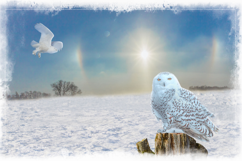 TSJ_20101227_1035-2 copy.jpg