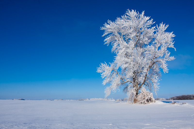 TSJ_20101227_1182(1).jpg :: Frosty Tree
