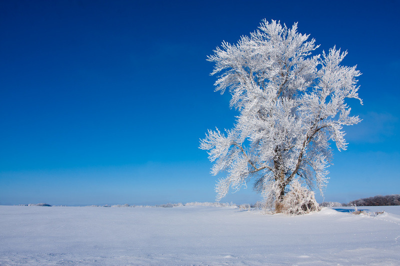 TSJ_20101227_1182(2).jpg :: Frosty Tree