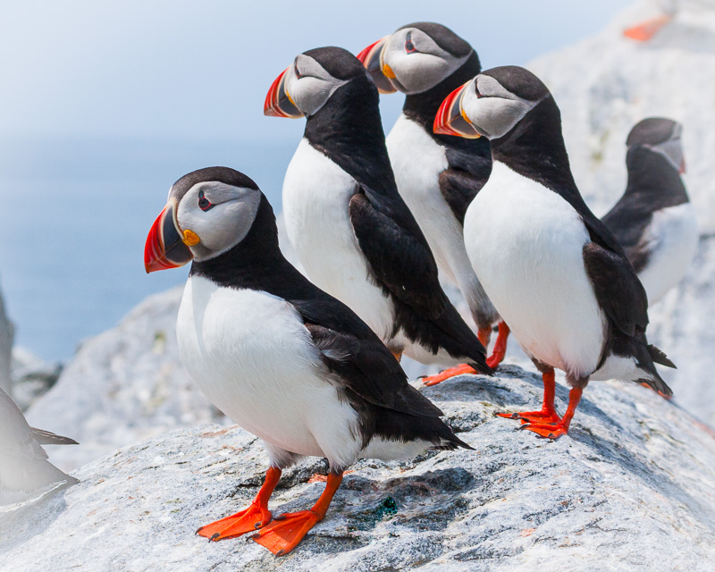 TSJ_20110628_7338(1).jpg :: Puffins on Machias Island