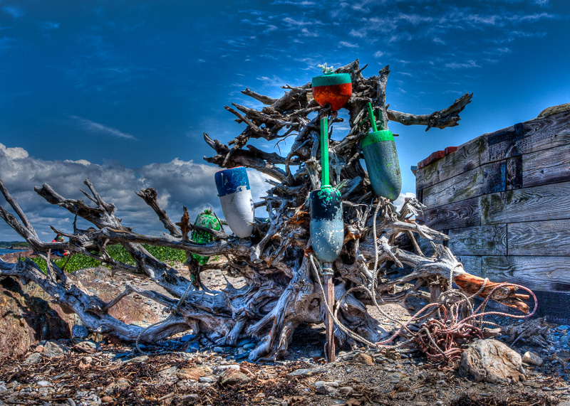 TSJ_20110702_(1).jpg :: Driftwood on Eagle Island Maine