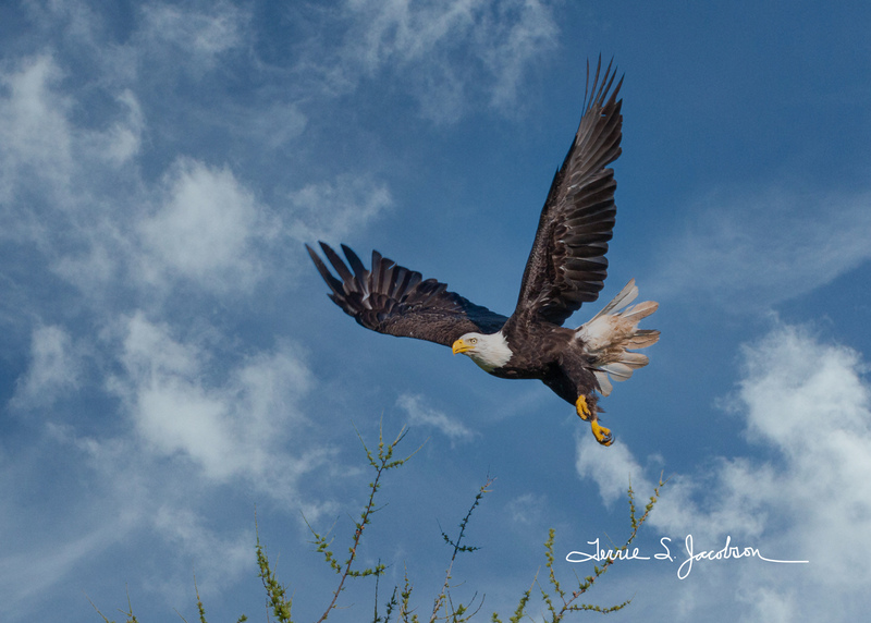 TSJ_20110912_3107-4.jpg :: Bald Eagle