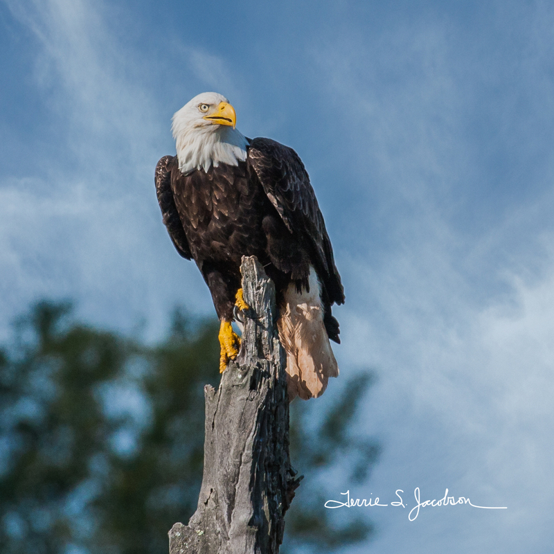 TSJ_20110912_3165.jpg :: Bald Eagle