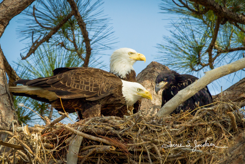 TSJ_20120213_1780(2).jpg :: Bald Eagles in the nest
