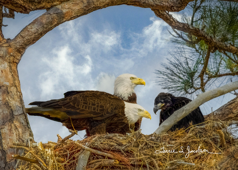TSJ_20120213_1780-2.jpg :: Bald Eagles with young in the Nest