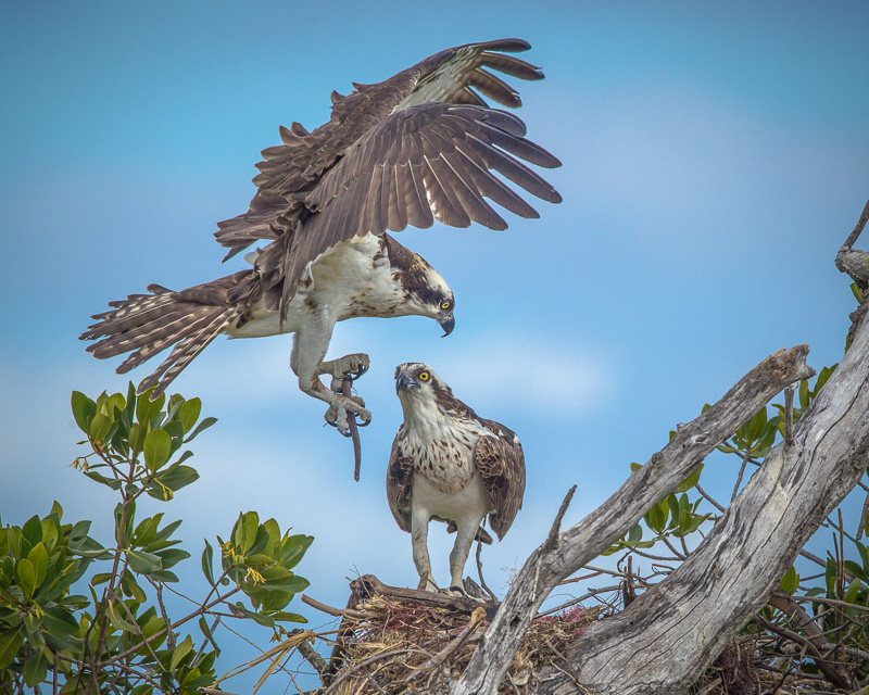 TSJ_20120214_2665(1).jpg :: Osprey Fixing the Nest