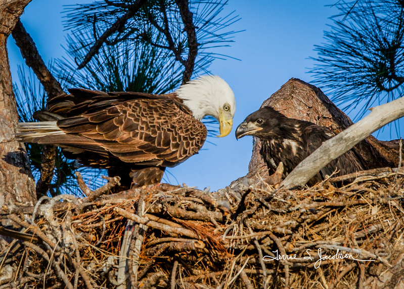 TSJ_20120215_.jpg :: Bald Egle with Juvenile